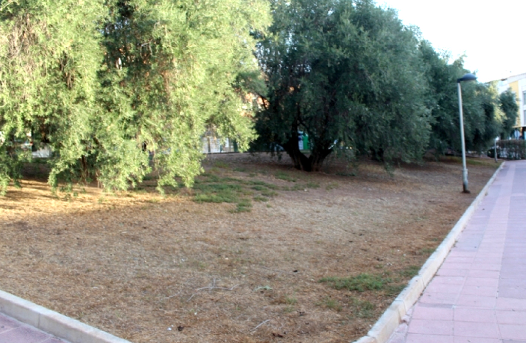 Un vecino podrá recoger las aceitunas de las oliveras propiedad del Ayuntamiento